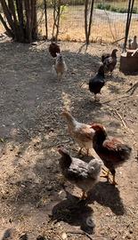 Galli Wyandotte