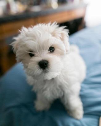 maltese toy