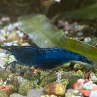 Neocaridine Blu Diamond