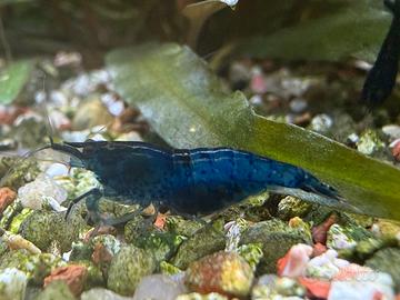 Neocaridine Blu Diamond