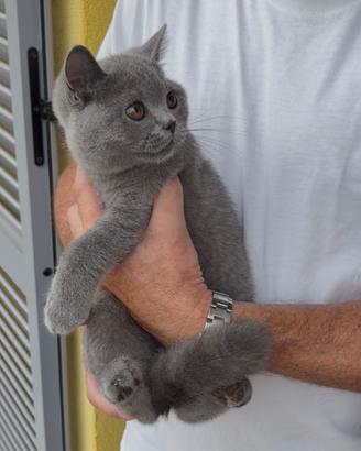 British shorthair maschio