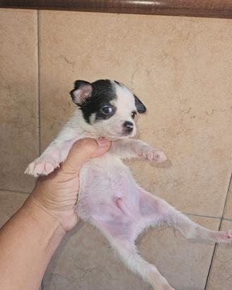 Chihuahua mini mini bianco