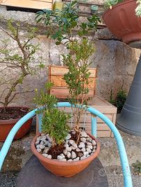 Bonsai