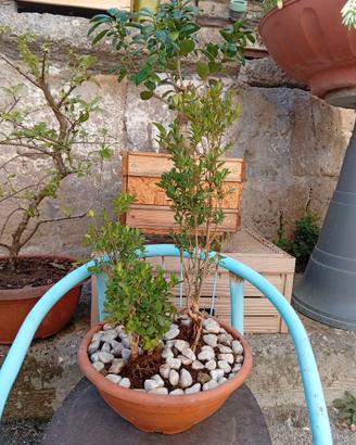 Bonsai