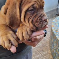 Ultimi cuccioli di Dogue De Bordeaux