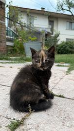 Gattini incrocio scottish