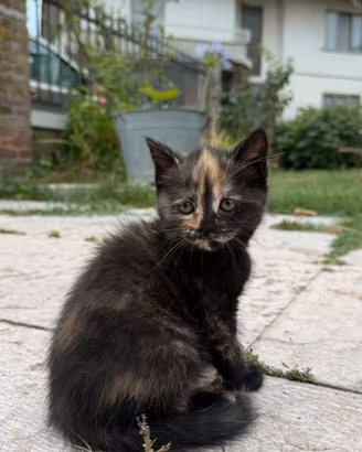 Gattini incrocio scottish