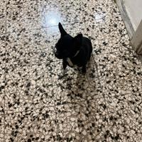 Acre chihuahua mini Toy con pedigree