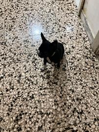 Acre chihuahua mini Toy con pedigree