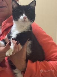 Baffetto Gattino 3 mesi cieco