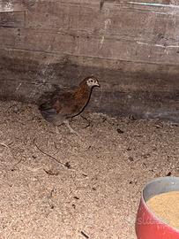 Gallina araucana