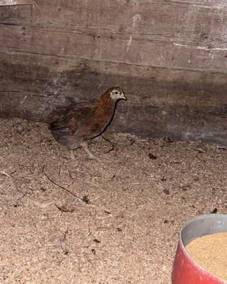 Gallina araucana