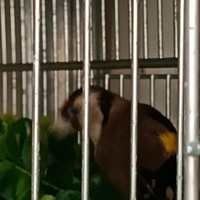 Cardellina ancestrale Tusci