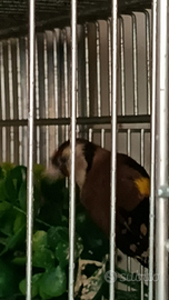 Cardellina ancestrale Tusci