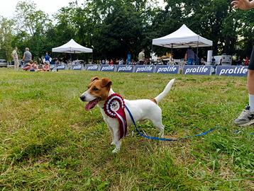 Stalloncino Jack Russell Terrier pelo corto