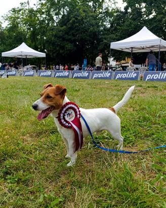 Stalloncino Jack Russell Terrier pelo corto