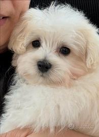 Cucciolo Maltese Coreano