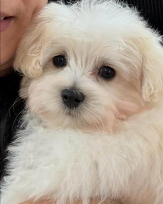 Cucciolo Maltese Coreano