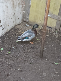 Anatra germano maschio