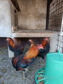 Gallo aracauna