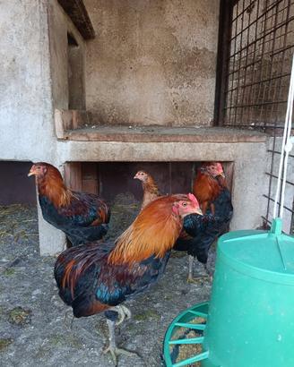 Gallo aracauna