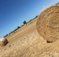 Fieno in balle legate a filo