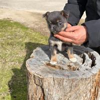 Chihuahua