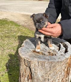 Chihuahua