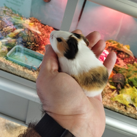 Porcellini d'india baby