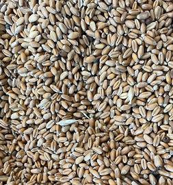 GRANO TENERO E GRANO DURO