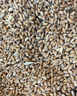 GRANO TENERO E GRANO DURO