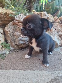 Chihuahua maschietti dolcissimi piccoli belli