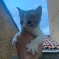 Coppia Gattini nati il 16/5/25