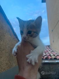 Coppia Gattini nati il 16/5/25