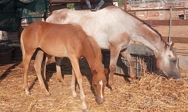 Puledra Paint/Haflinger 2026