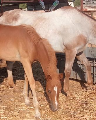 Puledra Paint/Haflinger 2026