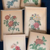 Stampe REDOUTE’ : 1950 rose fiori con cornice