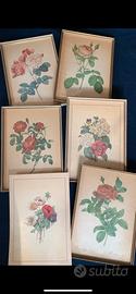 Stampe REDOUTE’ : 1950 rose fiori con cornice
