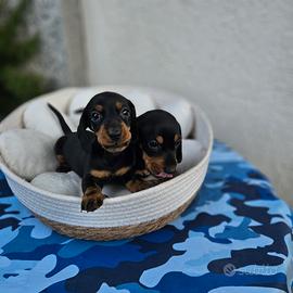 Cuccioli maschi di bassotto nano kaninchen