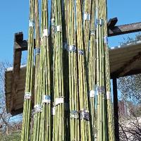 Canne di bambù pulite,senza spuntoni laterali.