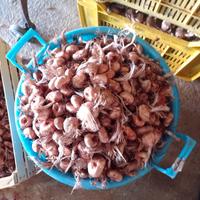 bulbi di zafferano Trapani