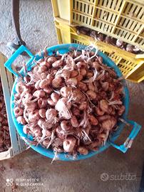 bulbi di zafferano Trapani