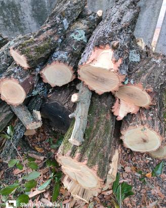 legno acacia 