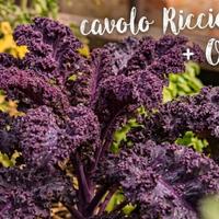 Semi di Cavolo Riccio Viola + Omaggio