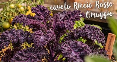 Semi di Cavolo Riccio Viola + Omaggio