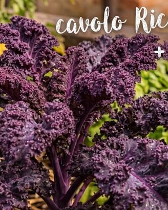 Semi di Cavolo Riccio Viola + Omaggio