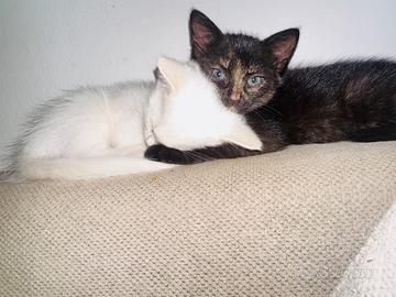 Gattino turco angora a pelo lungo