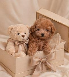 Maltipoo Mini Toy Albicocca disponibili subito