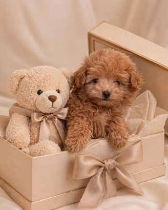 Maltipoo Mini Toy Albicocca disponibili subito