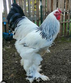 Galline brahma bianche